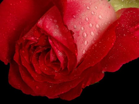 Delight Rose. jpg - red, rose, love, romance, bed