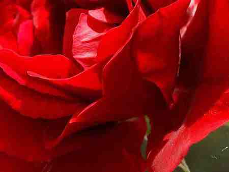 Red Rose.  jpg - fluffy, red, rose, upclose, petals