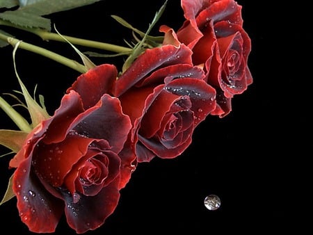 Trio Red. jpg - three, drop, roses, red