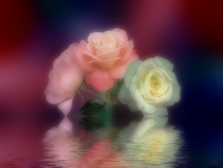 Misty trio of Love. jpg - white, three, roses, trio, pinks