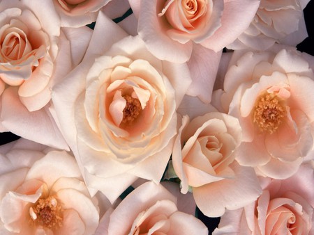 Peaches Cream. jpg - bunch, love, roses, ruffly