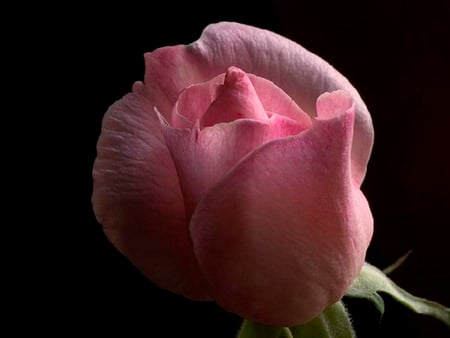 Rosebud. jpg - love, tender, rose, pink