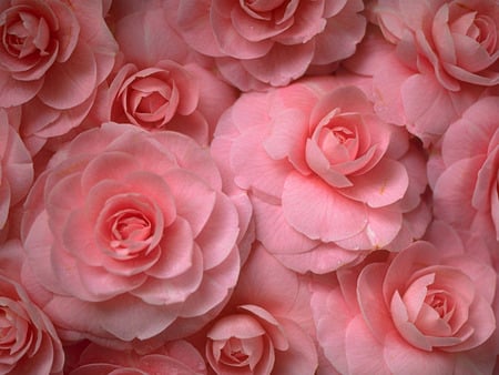 Losta Pink.jpg - bunch, lots, roses, pink