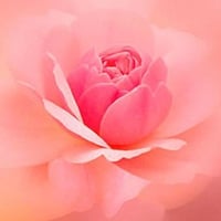 Misty Pink Rose. jpg