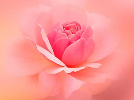 Misty Pink Rose. jpg - misty, rosr, upclose, love, pink, dream