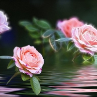 Pretty n Pink Reflection. jpg