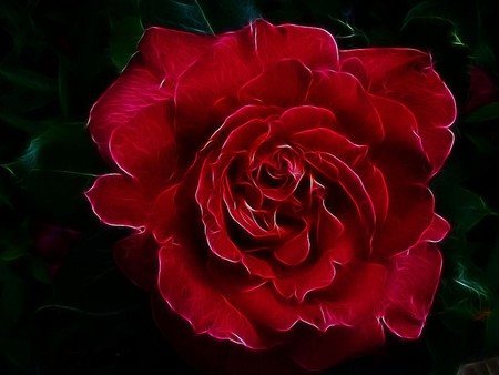 Blood Rose. jpg - blood, rose, romance, love, dark