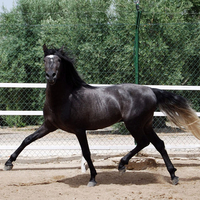 Dapple-Grey Andalusian