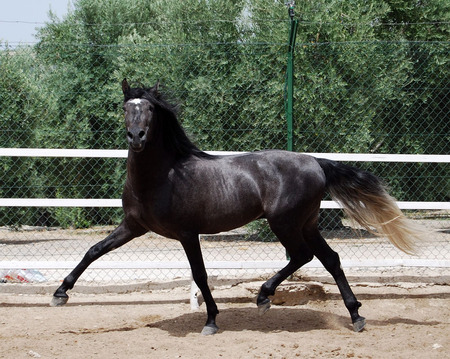 Dapple-Grey Andalusian - spanish, dapple, grey, horses, spanish horse, animals, andalusian