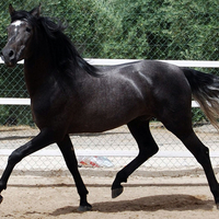 Dapple-Grey Andalusian