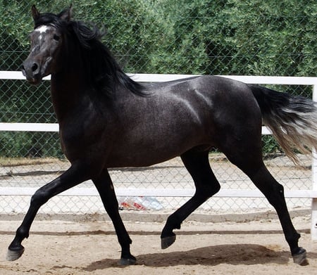 Dapple-Grey Andalusian - spanish, dapple, grey, horses, spanish horse, animals, andalusian