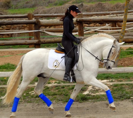 Zafiro The Andalusian - spanish, grey, white, zafiro, horses, spanish horse, animals, andalusian