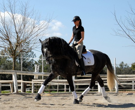 Lumbre The Andalusian Stallion - horses, spanish horse, spanish, grey, animals, lumbre, andalusian, dapple