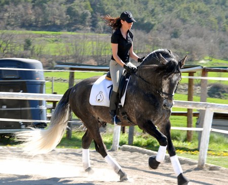 Lumbre The Andalusian Stallion - horses, spanish horse, spanish, grey, animals, lumbre, andalusian, dapple