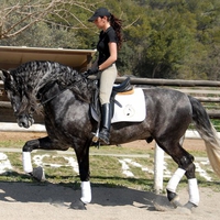 Lumbre The Andalusian Stallion