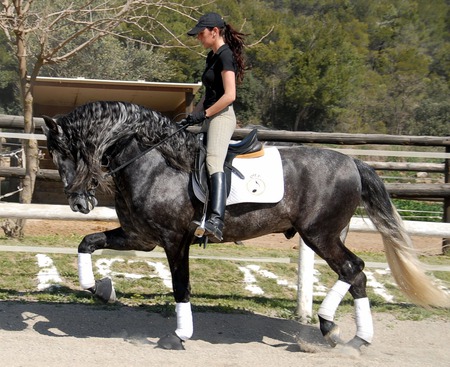 Lumbre The Andalusian Stallion - horses, spanish horse, spanish, grey, animals, lumbre, andalusian, dapple