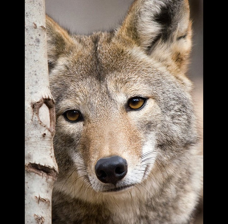 coyote - cute, coyote, animals, hot