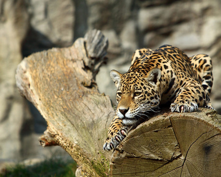 Leopard - wild cats, animals