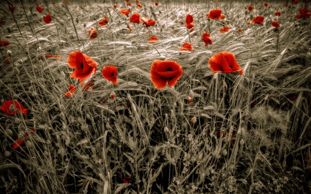 Red flowers - nature, flowers