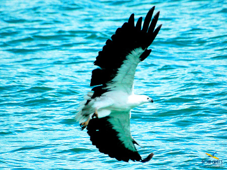 Whitebelly Sea Eagle - water, bird