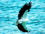 Whitebelly Sea Eagle