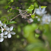 Crab-apple flowers