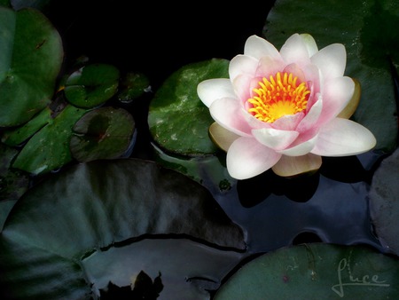 water lily - flower, water