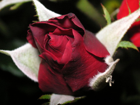 UNDER THE ROSE - fresh, passion, beautiful, red, rose, love