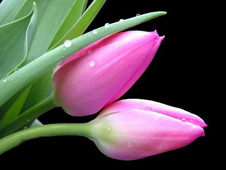 tulips - gentle, raindrops, together, pink