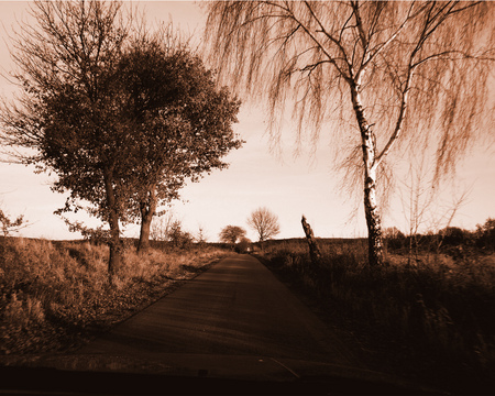 Road - trees, nature, road