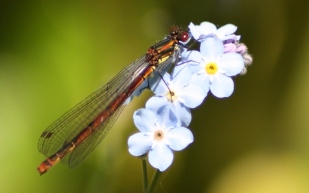 Damselfly forget me not - damselfly, madmark99, bug, dragon