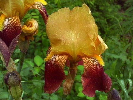 Reloaded flower - flowers, yellow, petals, red