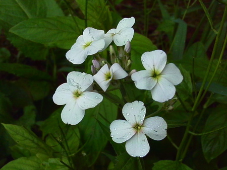 White little flowers. - flowers, white, small, nature