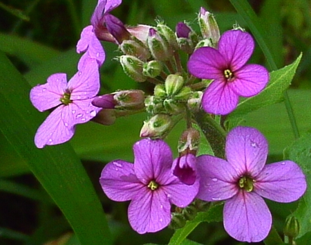 Who likes the color purple? - flowers, petals, nature, purple