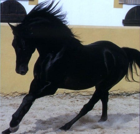 Black Beauty - black, spanish, horses, beauty, spanish horse, animals, andalusian