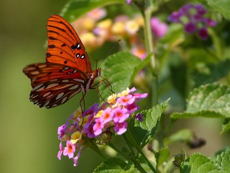 butterfly - bugs, nature, butterfly, photos