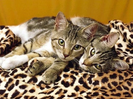 Cheetah Kittens - cat, animal, 2, tabby cat, cheetah, kitten