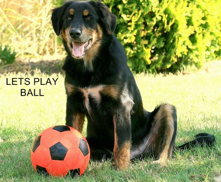 lets play ball - pooch, cute, adorable, friendly