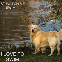 likes to swim