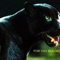 BLACKCAT THIS ONES FOR YOU FRIEND PLEASE TAKE A PEEK