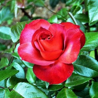 FOR YOU JACQUELENE MY FRIEND