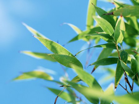 best summer vacation 2 - nature, tree, sky