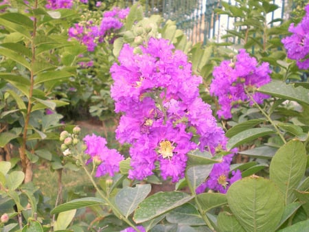 Flowers - nature, sky