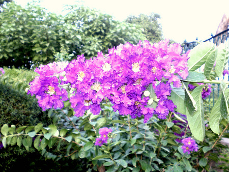 Flowers - nature, flowers