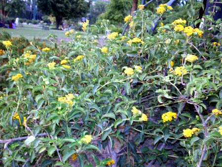 Flowers - nature, flowers