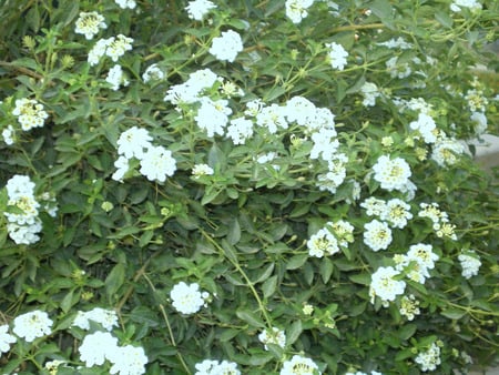 Flowers - nature, flowers