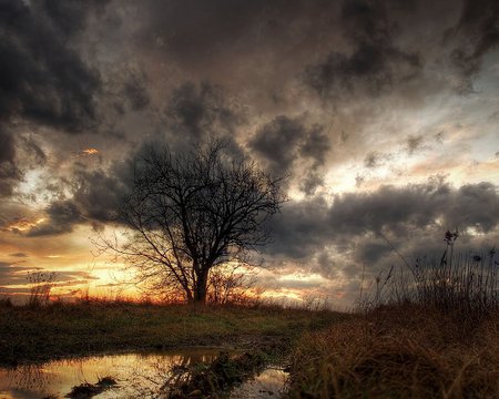 burned forest lands - nature, sky, forests