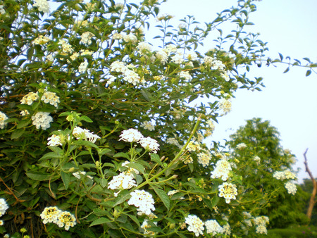 Flowering branches and sky - nature, flowers