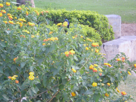 Flowers - nature, flowers