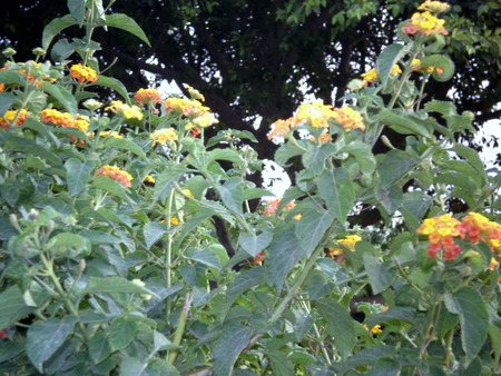 Mini flowers - nature, flowers